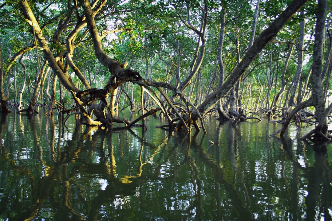 Lush green mangrove forest growing along a tropical coastline