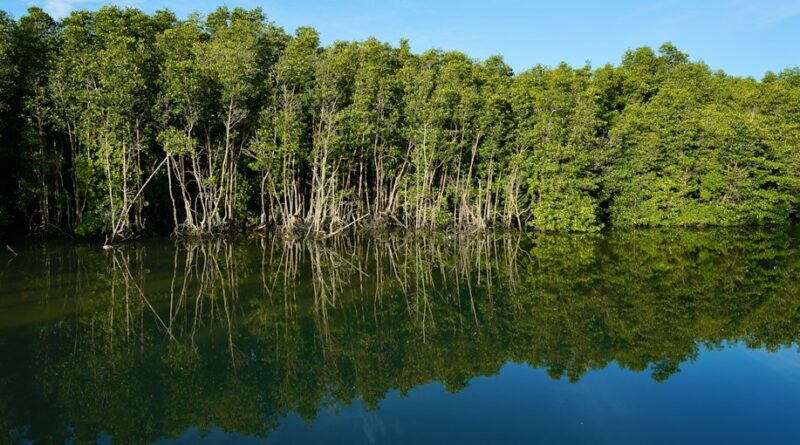 Dense green mangrove trees reflected in the calm water of a coastal inlet